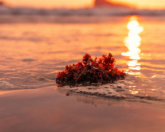 海の底のコンブはなぜ、激しい荒波でも千切れないのか