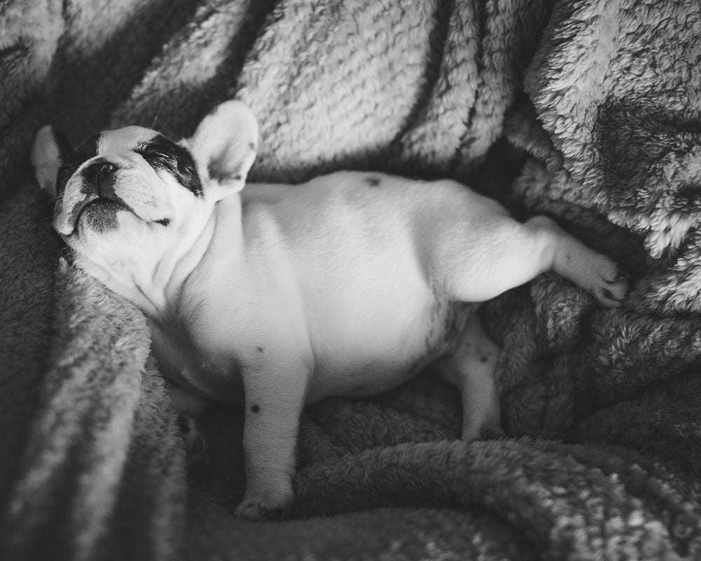 ペットと一緒に寝るメリットとデメリット。心満たされる温もりと、深い眠りのバランス